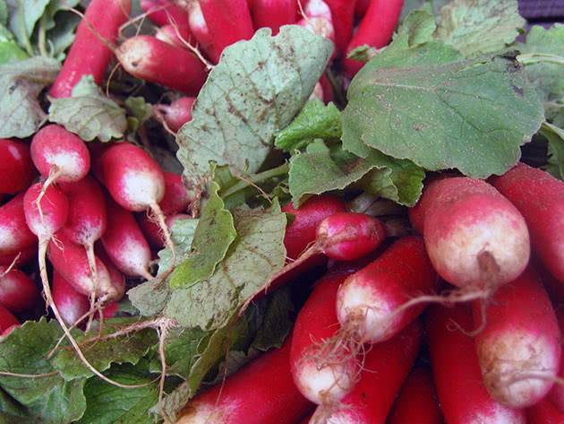 Редис – выращивание и уход в открытом грунте и домашних условиях