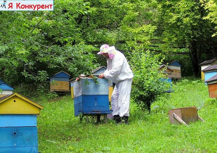 Пасека как бизнес: разведение пчел, торговля медом