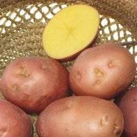 Картофель «журавинка» — урожайный и чипсовый