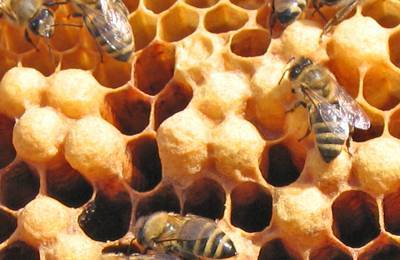 Все про пчелиный расплод и его болезни