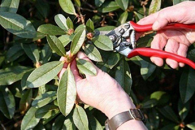Сорта рододендрона листопадного: их описание, посадка и уход