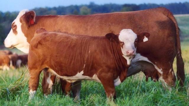 Калмыцкая порода коров: описание, уход и кормление