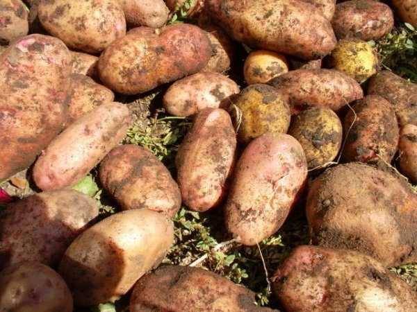 Высокоурожайный, неприхотливый столовый сорт картофеля «инноватор»