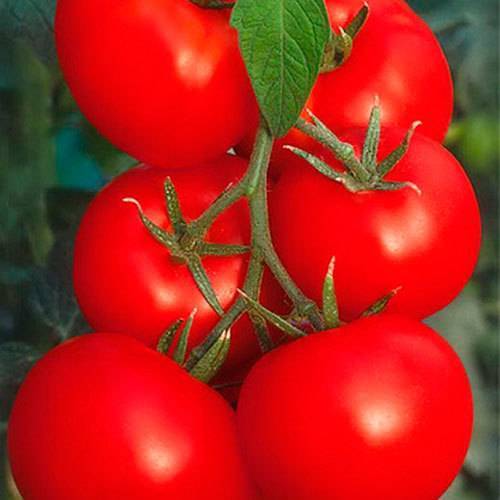 Томат "дебют" f1: описание и характеристики сорта, рекомендации по выращиванию хорошего урожая помидор