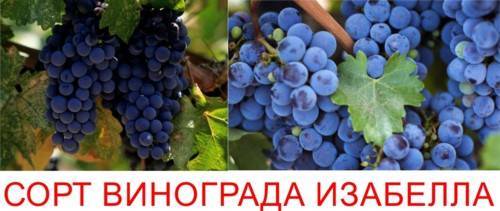 Виноград изабелла: подробная инструкция по посадке и уходу винограда (115 фото)
