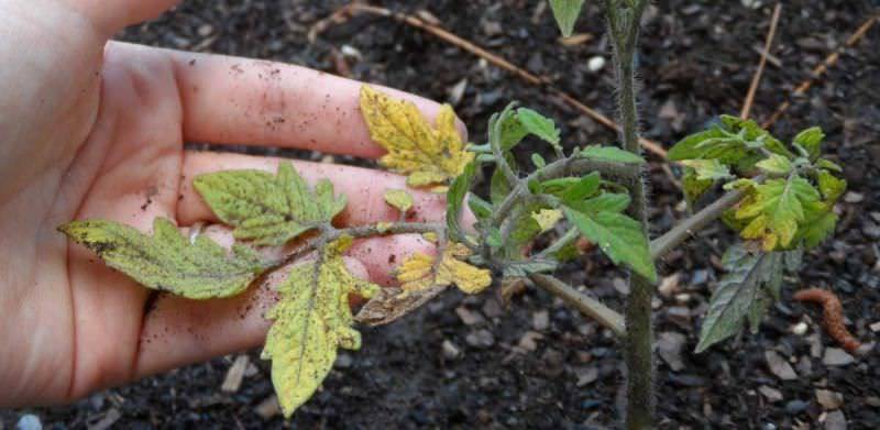 Почему опадают листья у рассады помидор – 9 самых распространенных причин