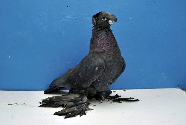Сайт о голубях  стандарты: узбекские двухчубые «летно-игровые» голуби | сайт о голубях