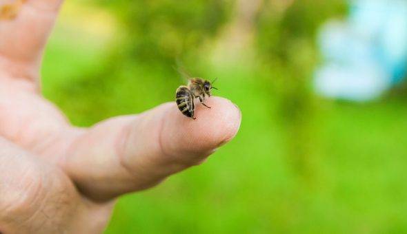 Профилактика и лечение варроатоза пчел