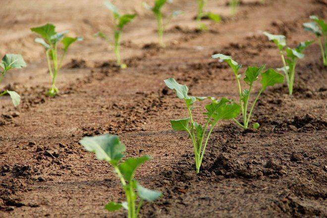 Как правильно сажать капусту в открытый грунт рассадой
