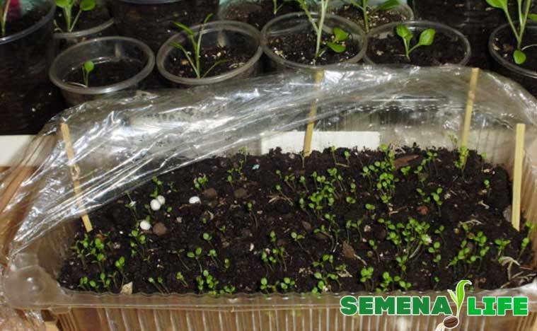 Выращивание портулака из семян и уход за растением