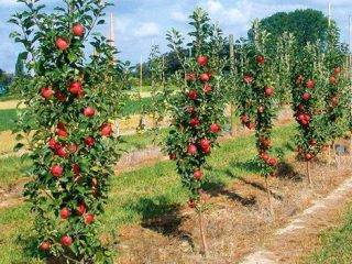 Сортовая яблоня чудное: фото и описание сорта