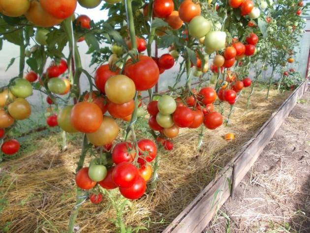 Евпатор: описание сорта томата, характеристики помидоров, выращивание