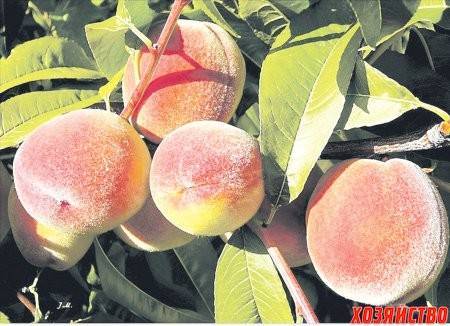 Характеристика и правила выращивания персика ветеран