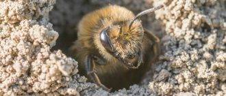 Аскосфероз пчел: причины заболевания и лечение