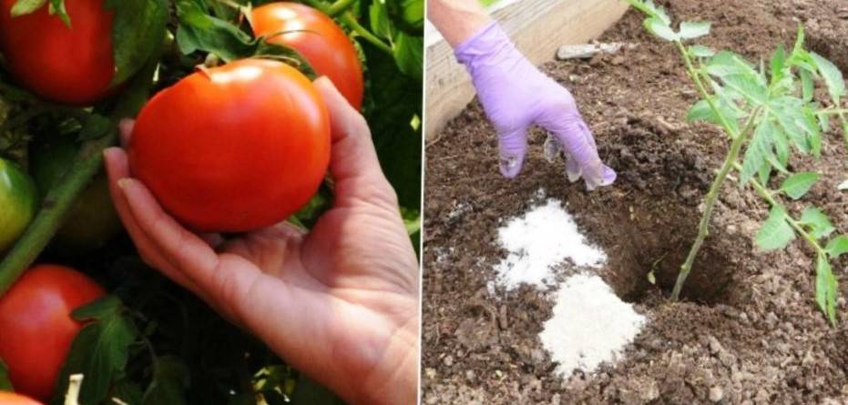 Что класть в лунку при посадке помидоров: какие минеральные удобрения необходимо вносить при выращивания томатов, нужно ли добавлять навоз и сыпать луковую шелуху?