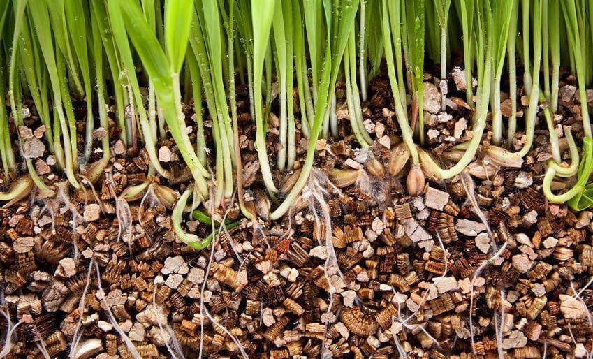 Садоводам важно знать чем отличается перлит от вермикулита