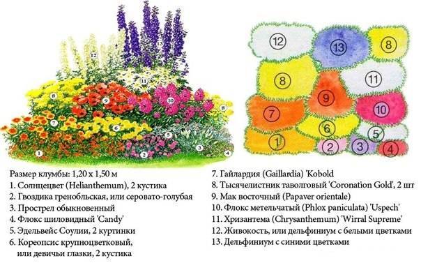 Цветник непрерывного цветения из многолетников: примеры, схемы, цветы, создать постоянно цветущую клумбу на весь сезон