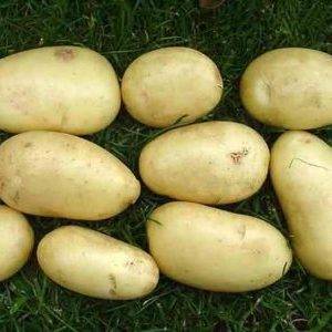 Сорт картофеля «айл оф джура (isle of jura)»: описание и фото