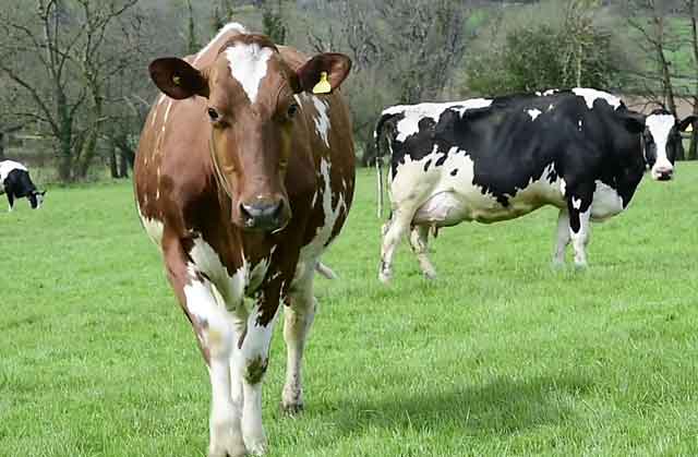 После осеменения у коровы белые выделения: причины и лечение