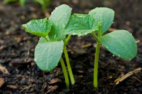 О посадке огурцов в торфяные таблетки: как сажать семя и вырастить рассаду