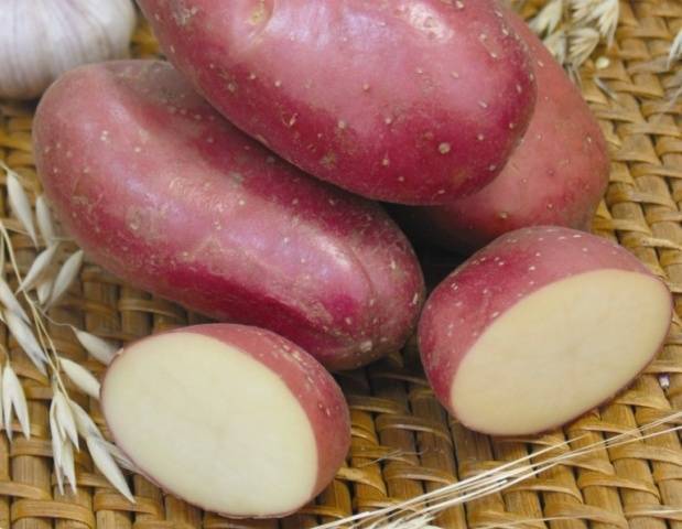 Характеристика среднеспелого картофеля «сантана»: описание сорта и фото