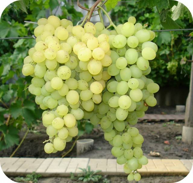 Сорт винограда «элегант» (сверхранний)