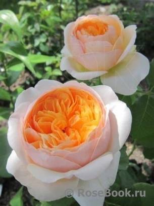 О пионовидных розах: описание сортов, посадка, размножение и уход