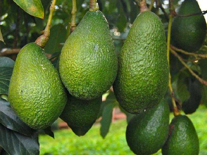 Как растет дерево авокадо: особенности роста, уход за растением и фото