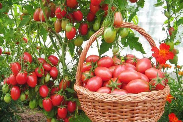Сорт томата «петруша огородник»: описание, характеристика, посев на рассаду, подкормка, урожайность, фото, видео и самые распространенные болезни томатов