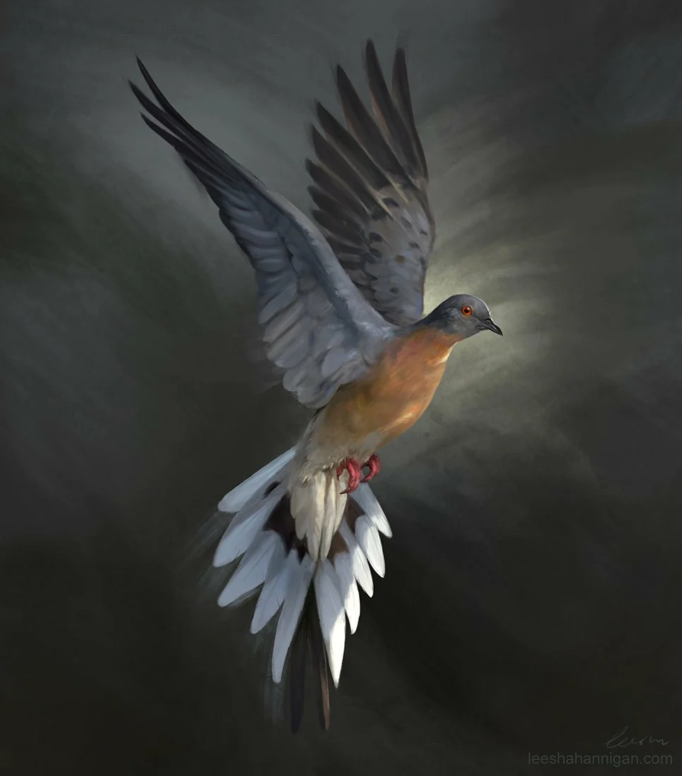 Сизые голуби: особенности вида и образ жизни птиц