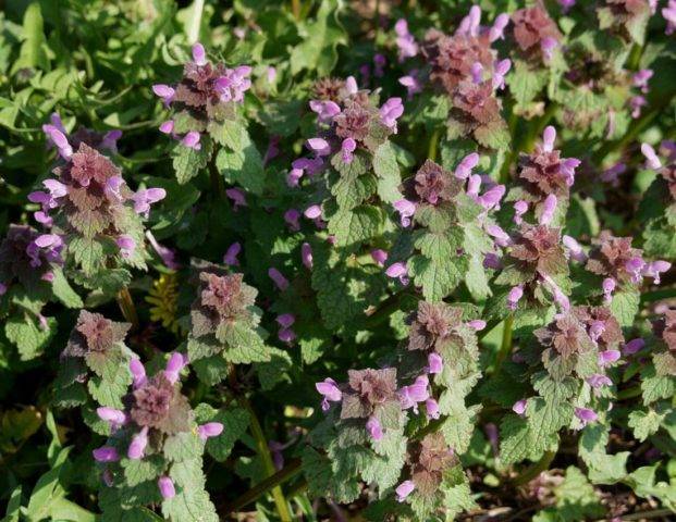 Яснотка пурпурная: лекарственные свойства, описание растения