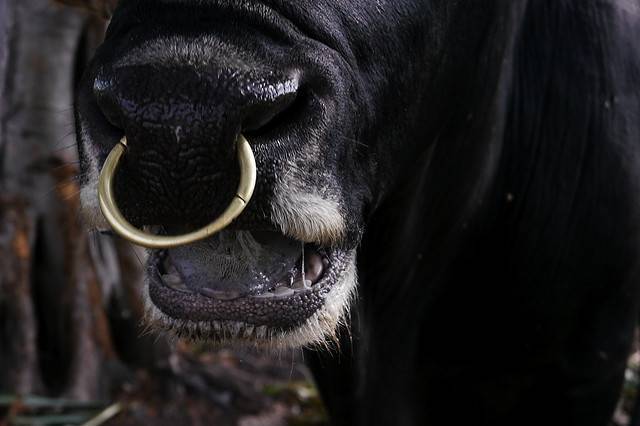 Зачем быку вставляют кольцо в нос