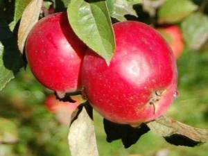 Яблоня «вишневое»: описание сорта, фото и отзывы
