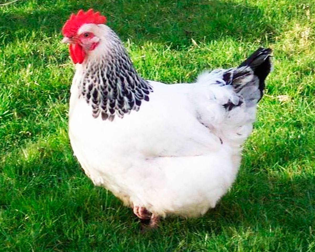 Адлерская серебристая порода кур (34 фото): описание цыплят и тонкости выращивания, отзывы