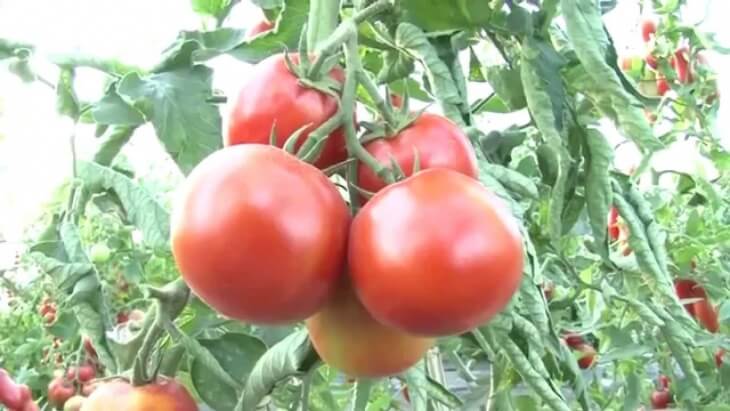 Подготовка семян томатов к посадке на рассаду