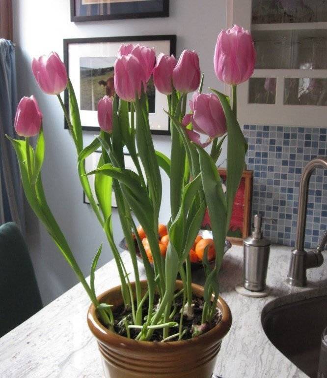 Тюльпаны как размножить