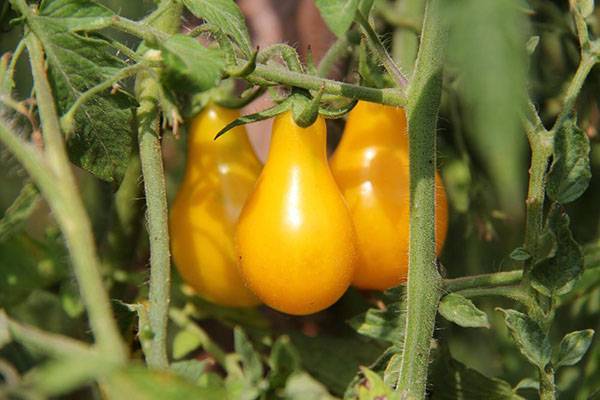 Описание и характеристка сорта медовая капля. отзыв после выращивания томатов с фото.