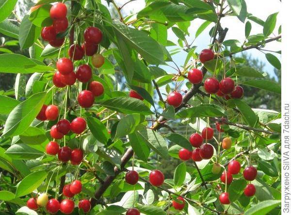 Описание сорта вишни заря татарии