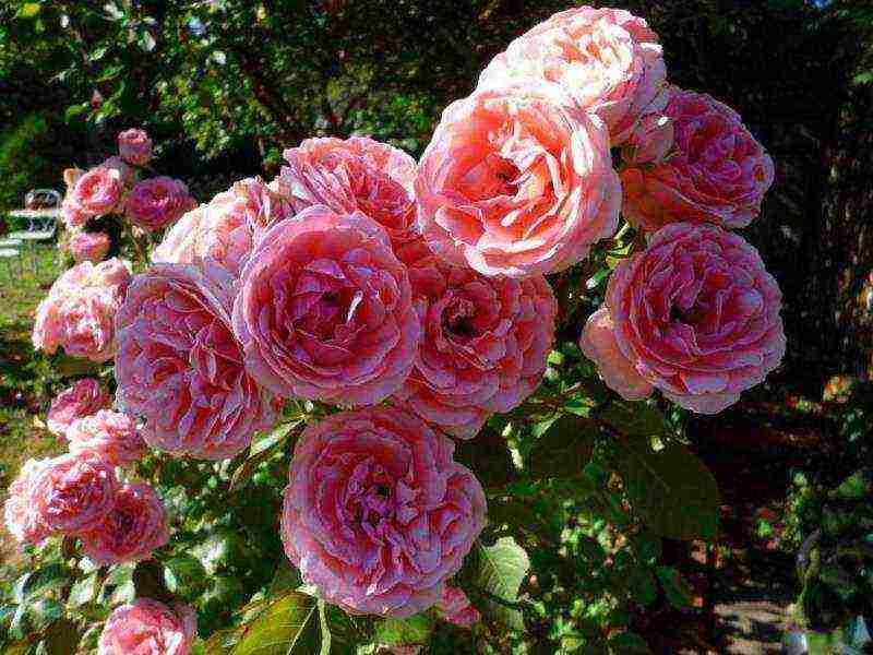 Плетистая роза цезарь: описание сорта, фото, отзывы садоводов о выращивании