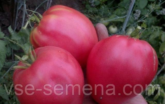 Крупный раннеспелый томат: описание гибрида розовый спам f1, агротехника, отзывы