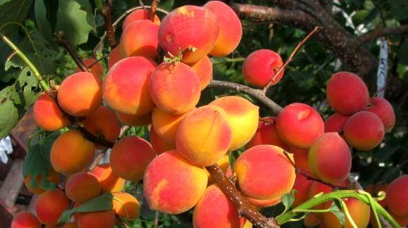 Описание и опылители абрикоса сорта саратовский рубин, посадка и уход