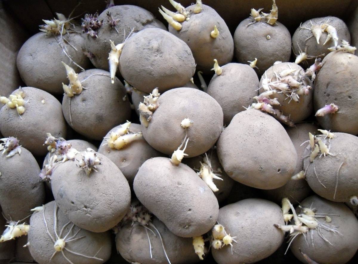 Как проращивают картофель для посадки: несложные методы и способы известные не всем