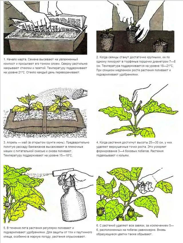 Как вырастить рассаду баклажанов в домашних условиях: пошаговая инструкция, видео