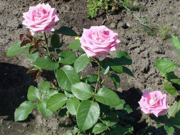 Обрезка роз весной – советы для начинающих цветоводов с видео