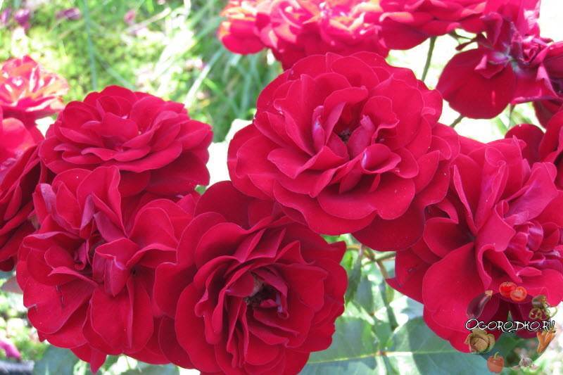 Роза румба (rumba) — характеристики клайминга