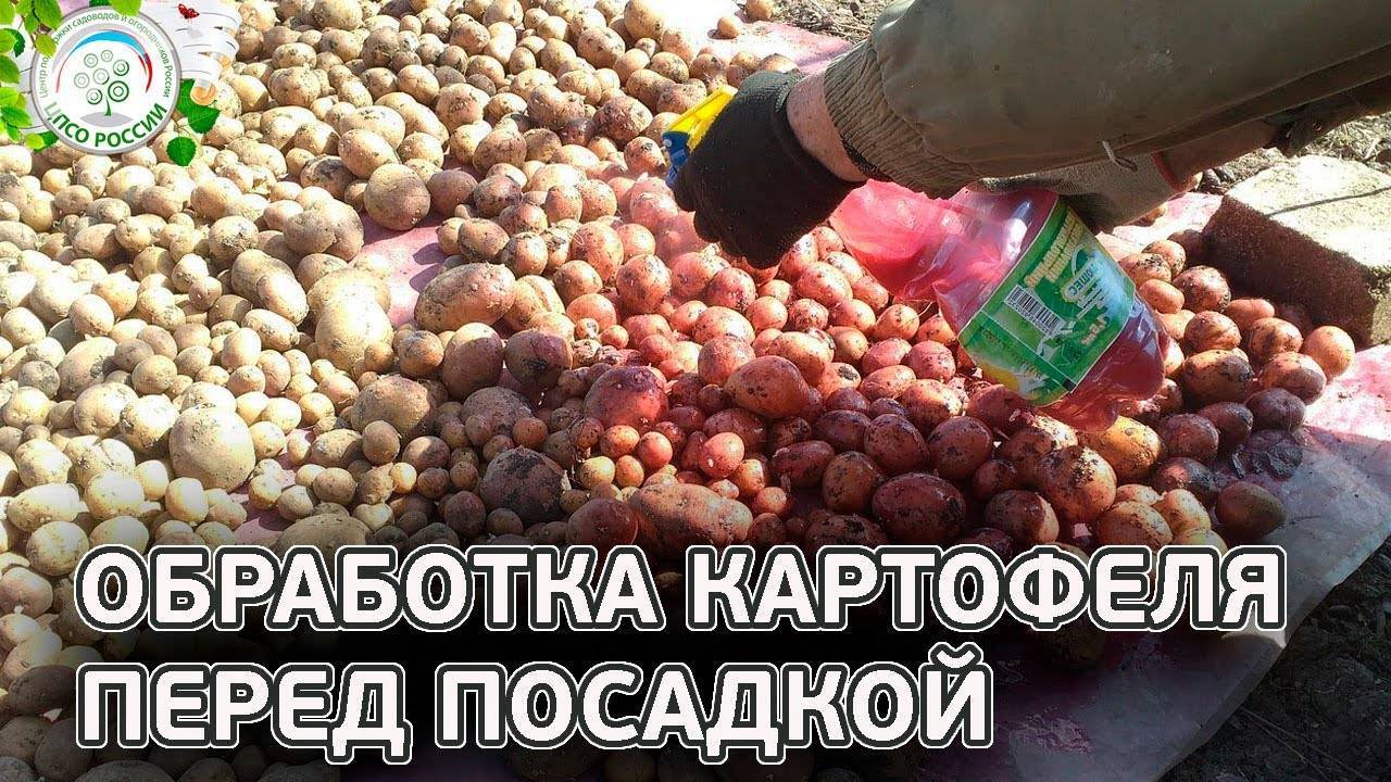 «престиж» против колорадского жука для обработки картофеля: инструкция и отзывы о применении