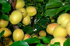 Ананасный – ароматный сорт сочных абрикосов, описание, особенности посадки и ухода за деревом