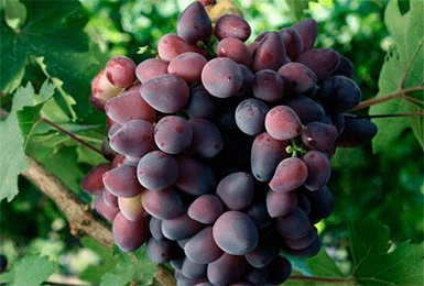 Описание винограда сорта «красотка»: характеристики, фото, отзывы садоводов