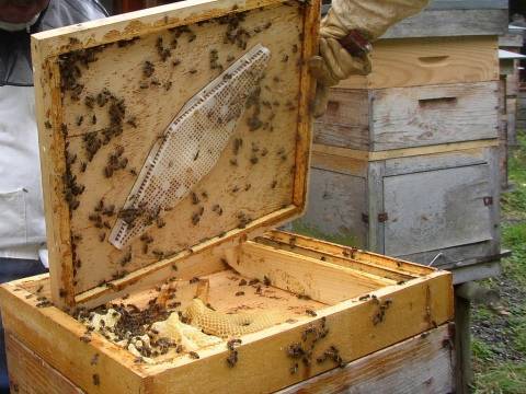 Особенности содержания пчёл в ульях из пенополистирола