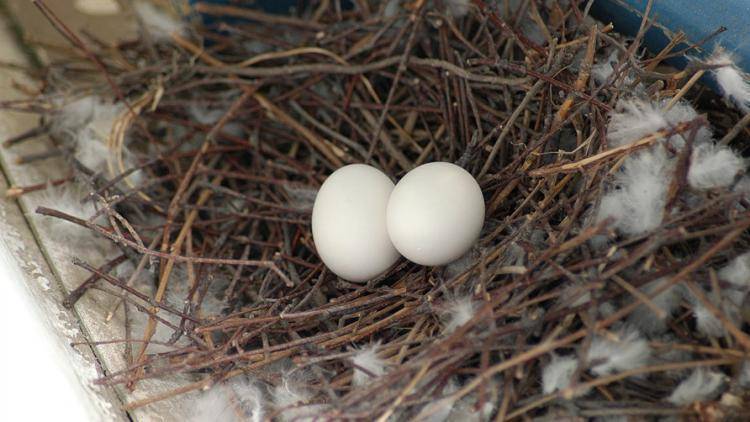 Сколько дней голуби высиживают яйца - общая информация - 2020